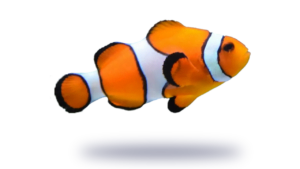 ClownFish