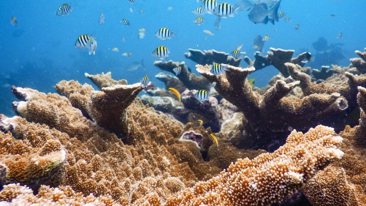 Fingers Reef - Coral Reef Snorkel Tour