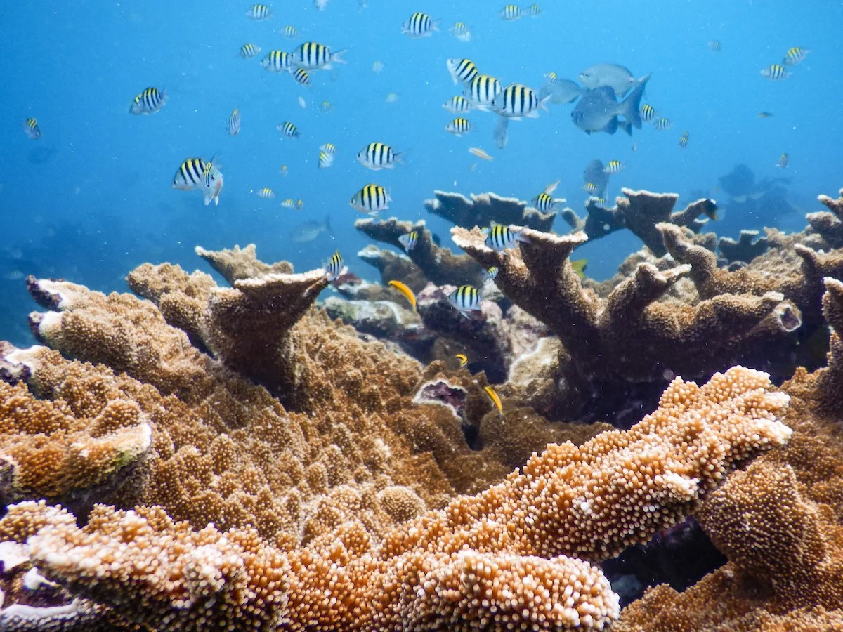 AWARE Coral Conservation Specialty Coral Reef And Swimming fishe