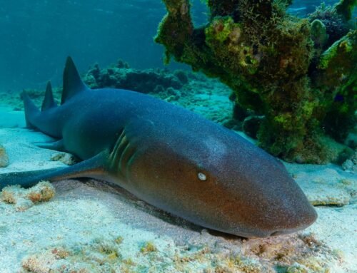 Turtles, Rays and Sharks: How to Spot the Marine “Icons” of the Florida Keys