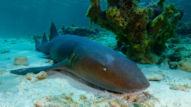 John Pennekamp Coral Reef Dive & Snorkeling Tours | Silent World