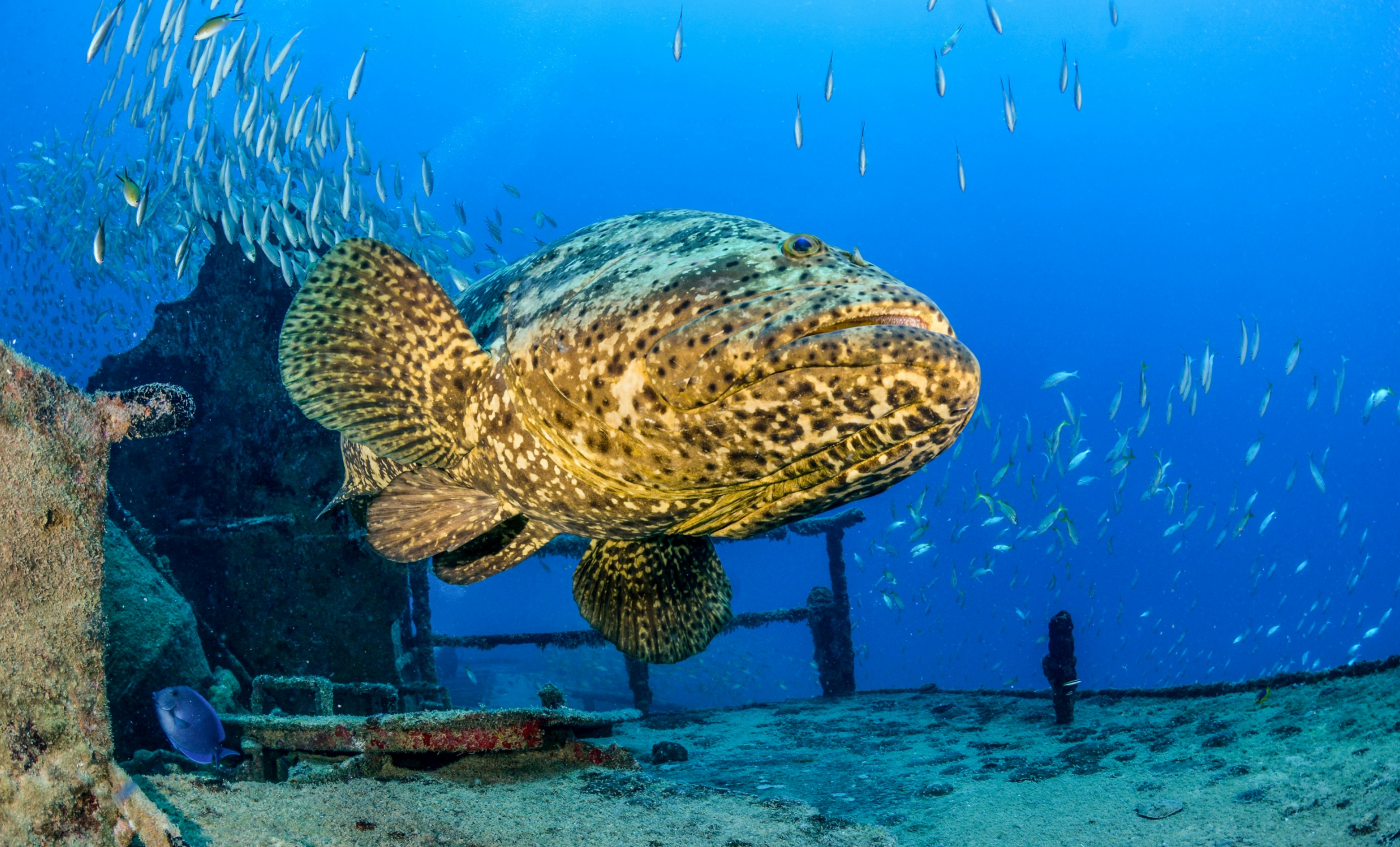 Goliath Grouper at the Spiegel Grove wreck