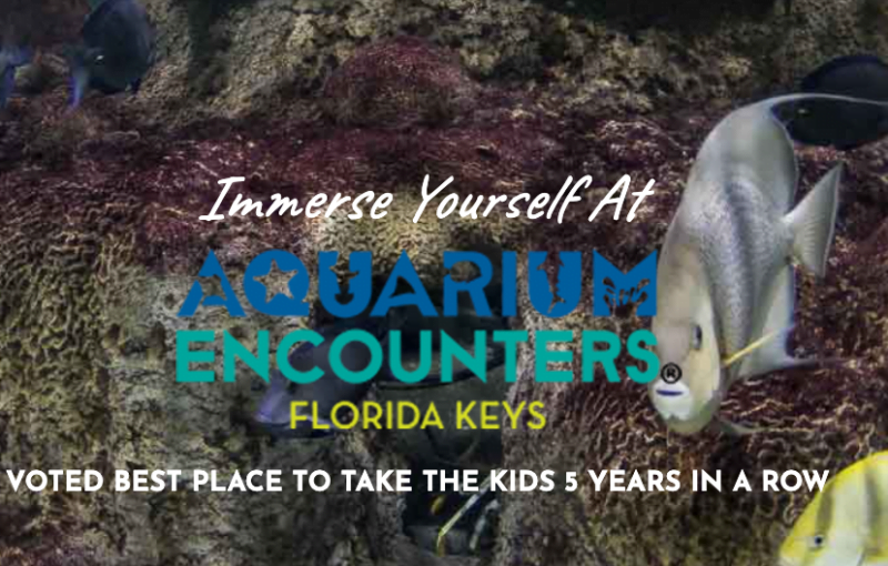 Our Crew's Favorite Key Largo Snorkeling &amp; Scuba Diving Spots