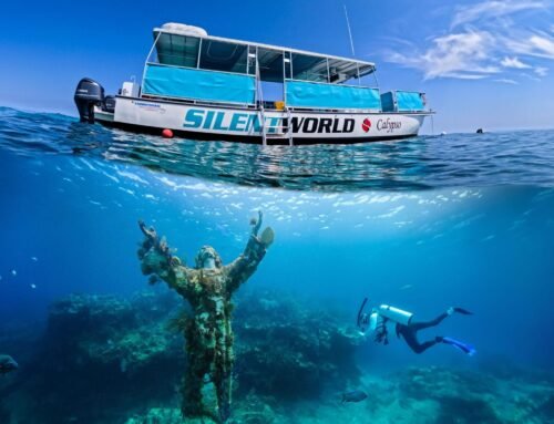 The Global Benchmark: Deconstructing the Silent World Dive Center Key Largo Snorkeling Tour That Earned TripAdvisor’s Elite Top 1% Award