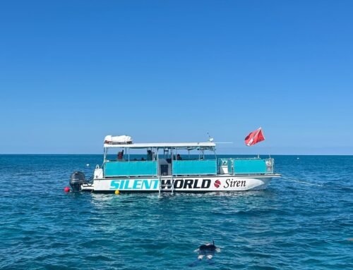 From Concrete to Coral: My Journey to Becoming PADI Certified at Silent World Dive Center