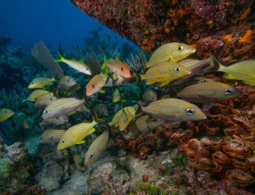 Meet the “Big 5” of the Keys Reefs: The Iconic Marine Life You’ll See Snorkeling Key Largo