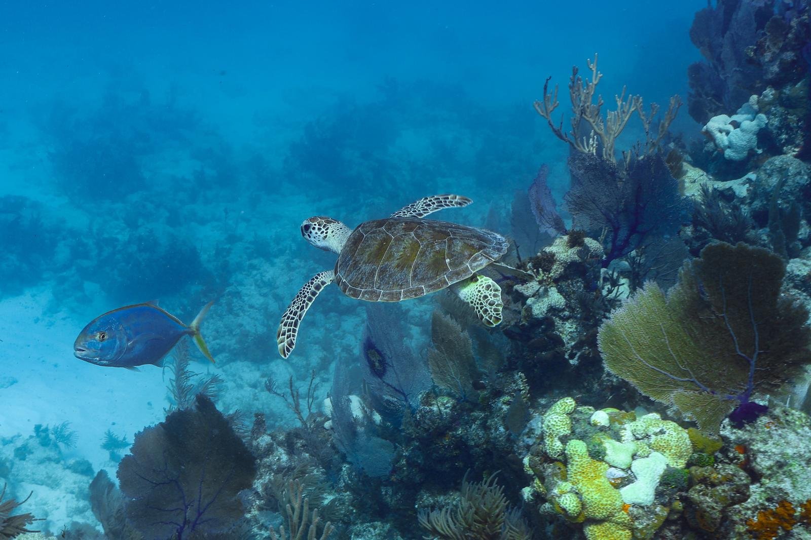 Green turtle swiming at Elbow reef