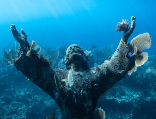 Why the Off-Season (Summer/Fall) is Actually the Best Time to Snorkel Key Largo