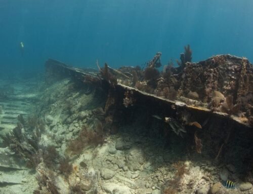 Can Snorkelers Actually See Shipwrecks in Key Largo?