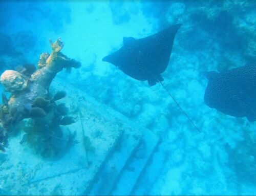 How to Find Turtles, Rays, and Sharks at Key Largo in the Spring