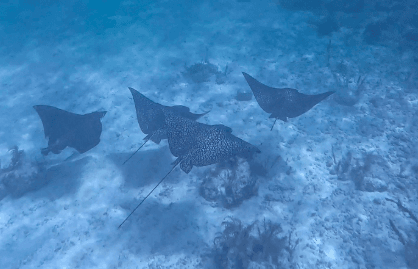eagle rays florida keys