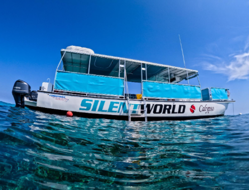 What Exactly is an Eco-Safari? Why Your Key Largo Snorkel Trip Should Mean More