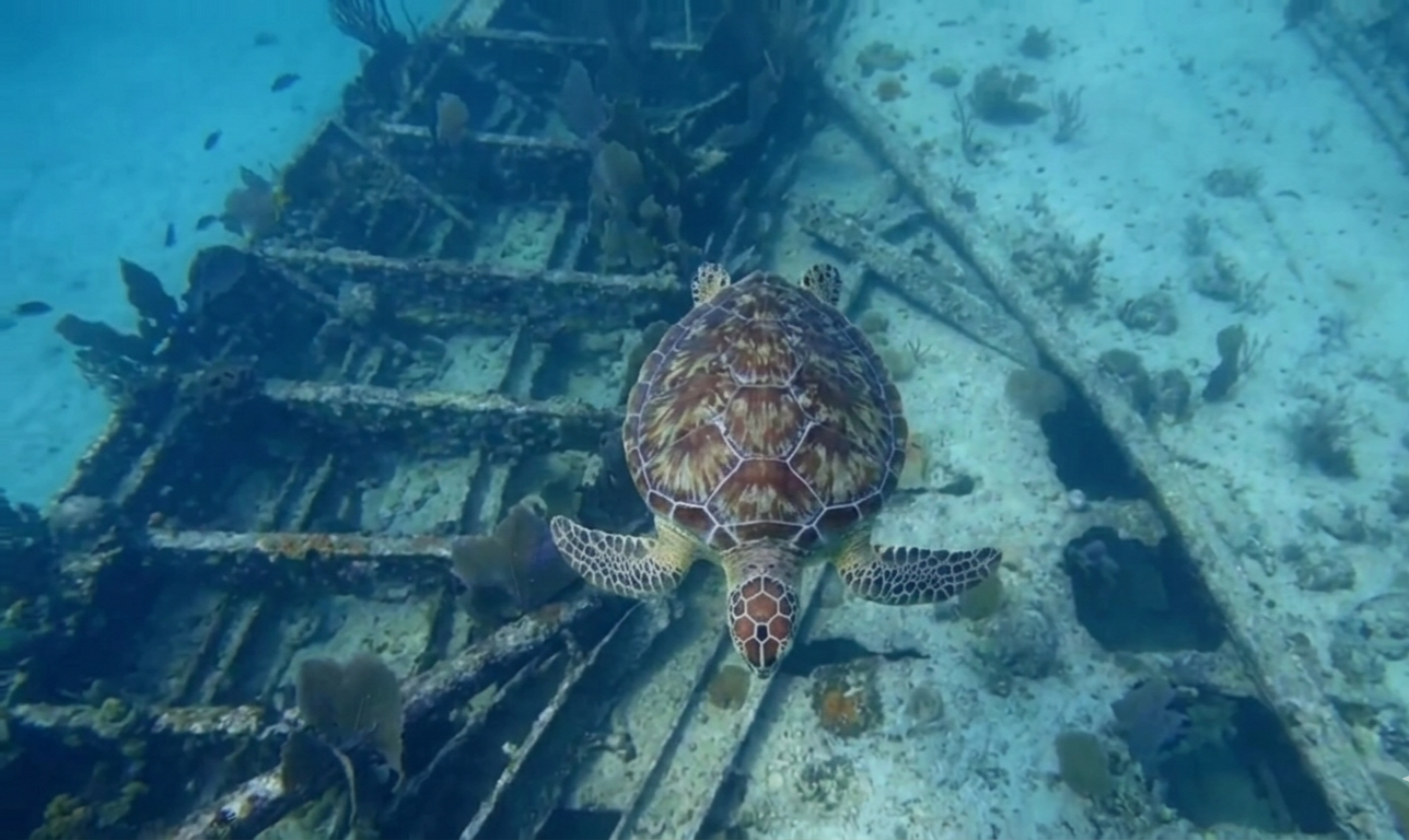 Green sea-turtle swiming under snorkeler at Benwood wreck Key Largo