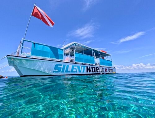 Snorkel-Only Boats vs. Mixed Dive Charters: What’s the Difference?