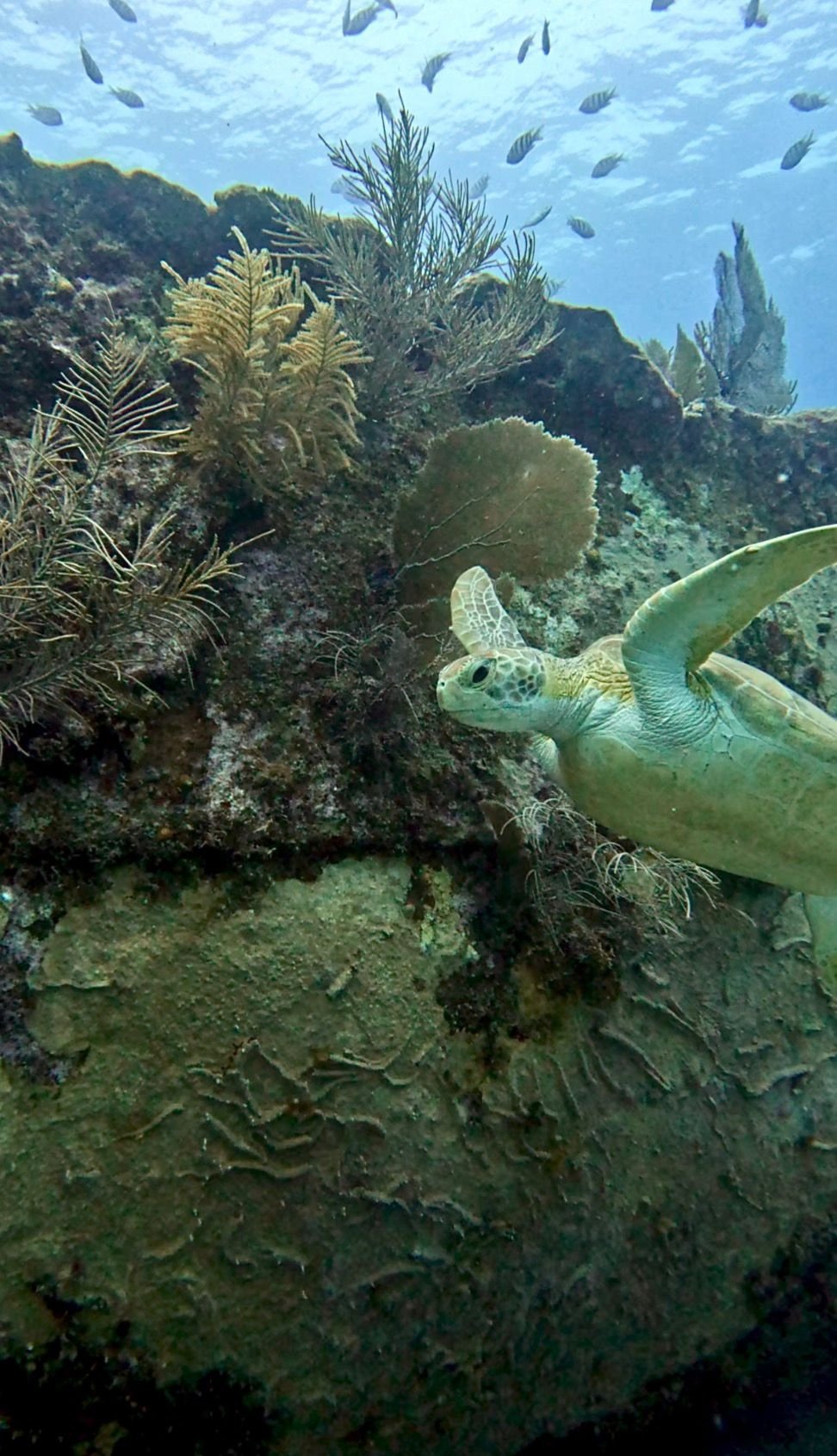 Upclose to a green seaturtle in key Largo wreck of the Benwood