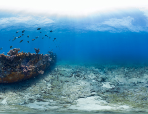 Everything You Need to Know Before Snorkeling the Benwood Wreck