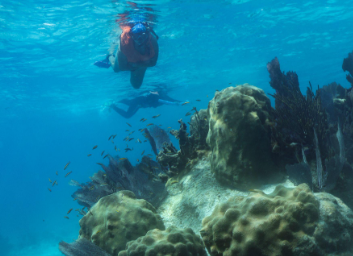 florida keys wildlife