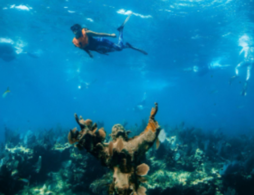 Beyond the Basics: Why Upgrading Your Key Largo Snorkel Trip is Worth It