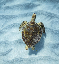 turtle swimming at key largo